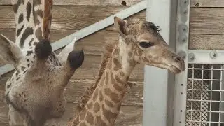 RAW: Watch birth of baby giraffe at the Houston Zoo | Sept. 30, 2019