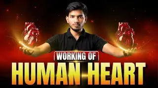 Heart Anatomy & Blood Flow in 15 Minutes
