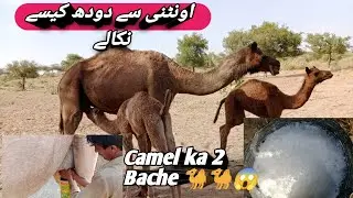 Buying Camel Milk on the Streets of Tharparkar Sindh