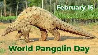 World Pangolin Day 2025 | Celebrating and Protecting the World's Most Trafficked Mammal
