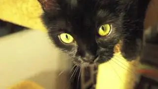 Black Cats Are Awesome
