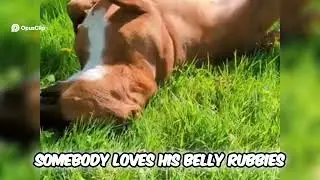 Dog's Colorful Day  Playtime & Belly Rubs!