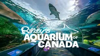 Ripley&rsquo;s Aquarium of Canada 🐠✨ | Toronto&rsquo;s Must-Visit Underwater Adventure | Part 1