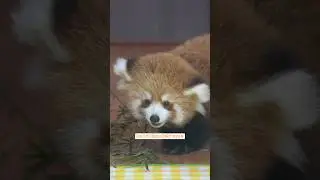 Baby Red Panda Playtime #redpanda #cute #animalshorts #panda #zoo #funnyanimals