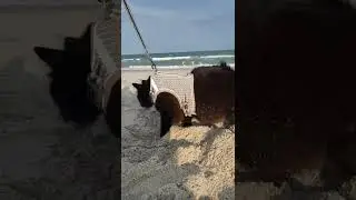 Oh a large litter box! #beach #myrtlebeach #adventurecat #cat #blackcat #travel