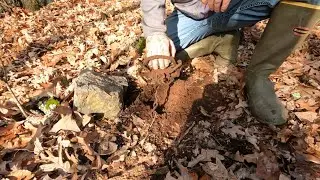 Sticking my hand in Duke 550 Pro coilspring trap