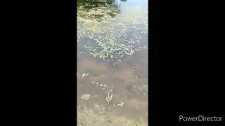 #GENIUSBAIT