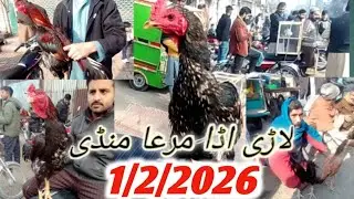 Lahore Murga mandi ||Lari adda Murga mandi Sunday bazar New update in Lahore Aseel Murga mandi 2026