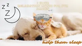1 hour relaxation music for fur babies