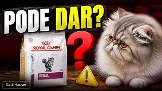 Gato que não tem doença renal pode comer ração renal? - Gatil Hauser