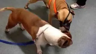 Inter male dog aggression problem and its treatment
