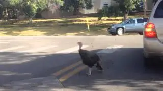 Turkey On Casper Street Does Not Care About Traffic