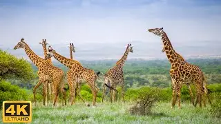 Wildlife Secrets: Ngorongoro Nature Reserve - Beautiful Wildlife Movie With Realistic Sound
