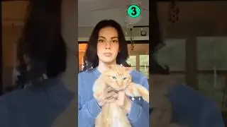 When Dogs Fear Cats | The Orange & Black Cat Takeover