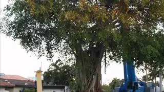 Large Specimen Banyan Tree Relocated by Barge to Miami