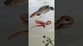 The Most Effective Bait for Fishing Snakehead Fish #shorts #fishing