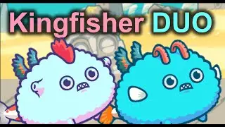 Kingfisher x 2 | Dawn + Aqua | ft ABU Blessing!