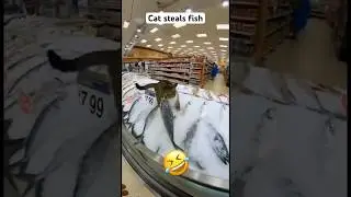 Кот крадет рыбу из продуктового магазина