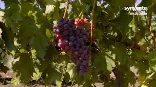 TERRA VITIS viticultura