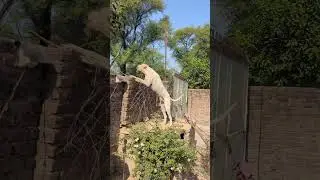 security dog #music #rap #song #farmlife #nature #farmingtraditions #aseelbeauty