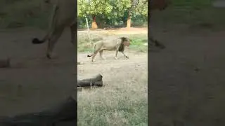 Lion in Statue of Unity Zoo, Surat $ wild life