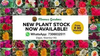 New outdoor  plants arrived #rose #rosecaring #houseplants #flowers #rosé #outdoorplants #plants 