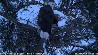 Berry College EagleCam   'A Snowy Night In Georgia Eagle Nest'  5:54 pm  _1.28.14_