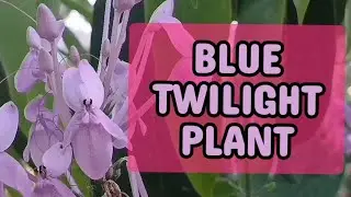 &ldquo;Blue Twilight Plant &ndash; A Rare Blue Beauty in My Home Garden&rdquo;
