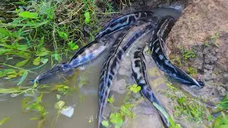 Best unique fishing video 2021 - Catching big snakehead fish in mud
