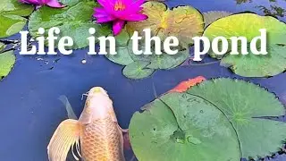 🌏 Let's go sit by a fish-filled pond with colorful koi and playful ducks !!!