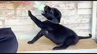 Cute10th Days Old puppy drinking milk, Sucking very strong to milk's bottle🐶🐶🥰🥰 #puppy #cute #dog