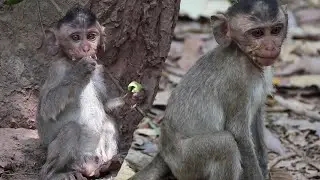 This baby monkey  look so lonely today | PNA