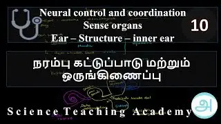 Neural coordination & control_sense organs_Ear structure - inner ear