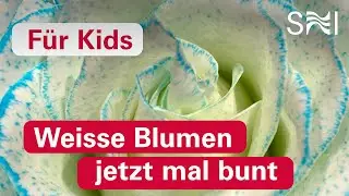 Experiment: Weisse Blumen jetzt mal bunt