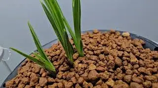 Hongduhwa Expected Product 010~8747~3389 ( * )
