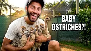 I Bought 12 BABY Ostriches!!