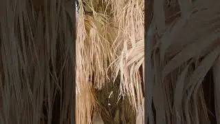 Lost Palms Oasis &mdash; Joshua Tree&rsquo;s Hidden Paradise Cottonwood Nature
