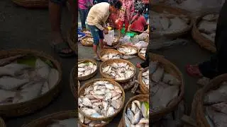 Big Fish Site Distribution in Early Morning in Cambodia 🇰🇭 #fishmarket #foodmarket #fish