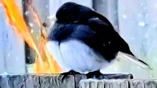  NATURE SHOT: Bird Life - 1/30/26 #backyardwildlife #naturelovers 