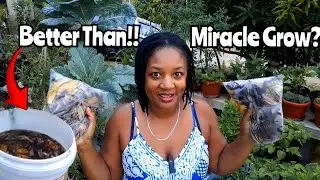 100% FREE ORGANIC ALL PURPOSE FERTILIZER||BETTER THAN MIRACLE GROW!