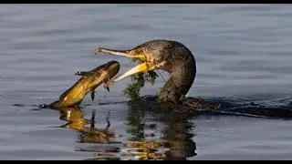 Fermiamo i cormorani!