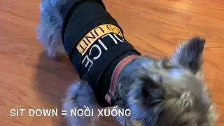 How to talk with dogs in Vietnamese | “Come here, sit down, lie down, stand up” in Vietnamese