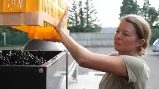 emptying crates of pinot noir