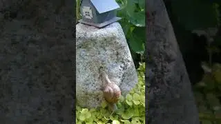 sraige 🐌