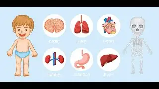 Pediatric Anatomy