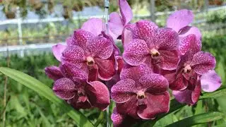 C&acirc;y v&agrave; hạt giống Berry đang ph&aacute;t trực tiếp!
