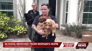 50 dogs rescued from 'filthy conditions' in illegal Golden Gate Estates breeding operation