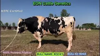 ROCKY: 9054-100% HF (EON Cattle Genetics), National ID:11HF9054,রকি