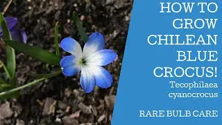 How to Grow Chilean blue crocus or Tecophilaea cyanocrocus