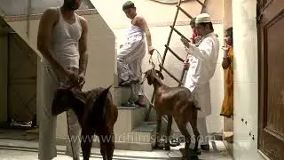 Sacrificial goat for Eid al Adha ritual sacrifice